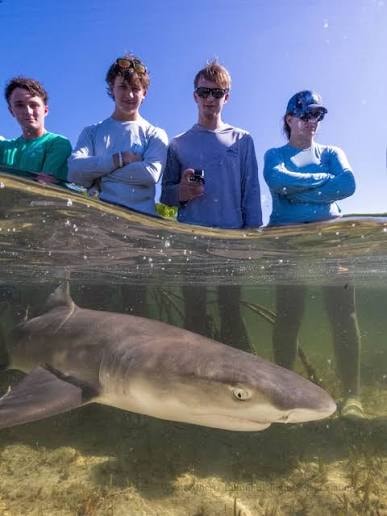 Observing a lemon shark