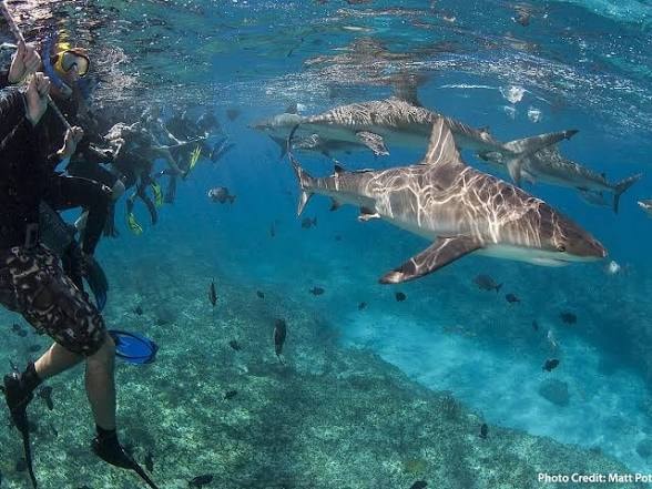 Divers with sharks