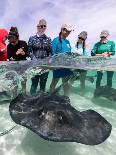 Stingray encounter