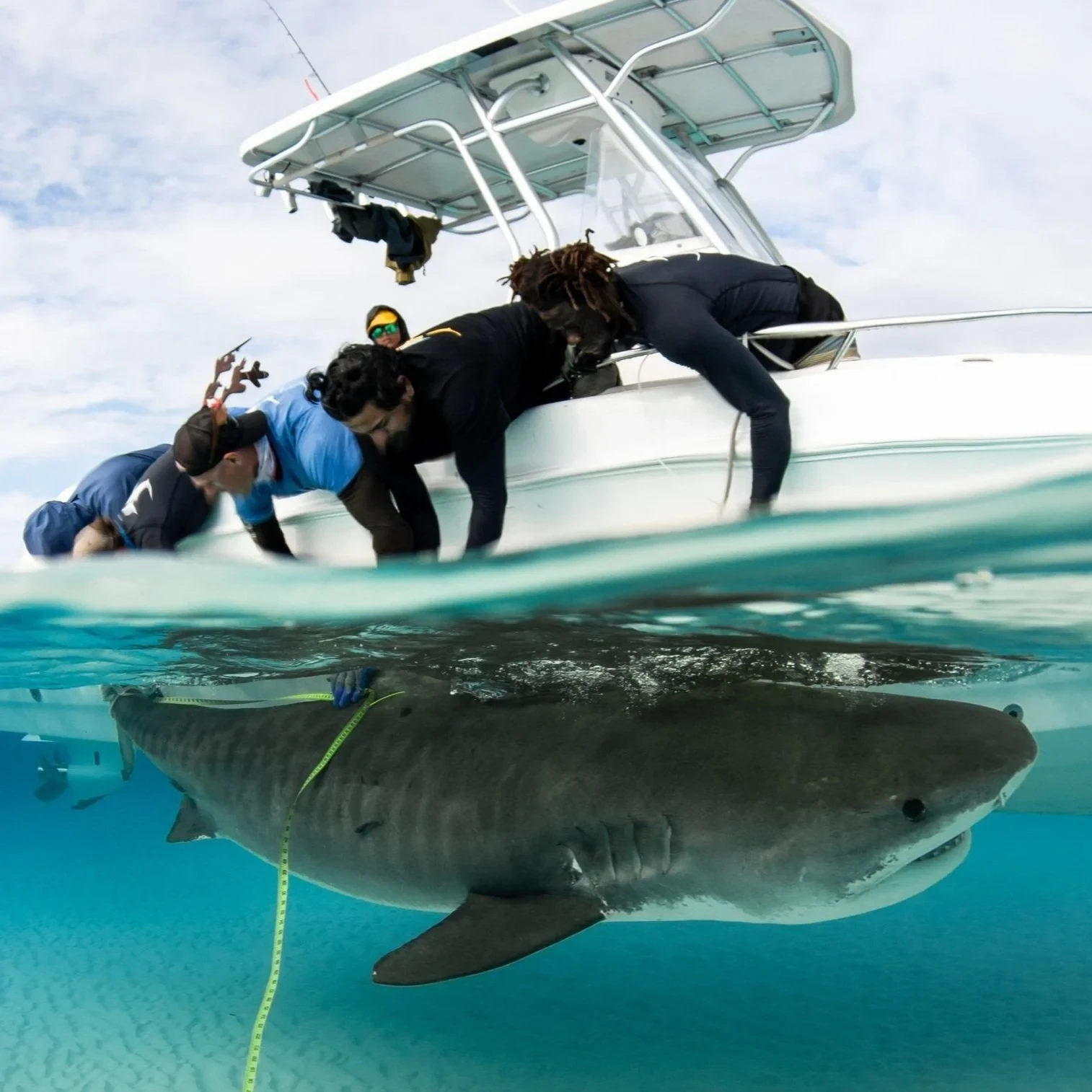 Bimini Shark Lab researchers tagging a tiger shark