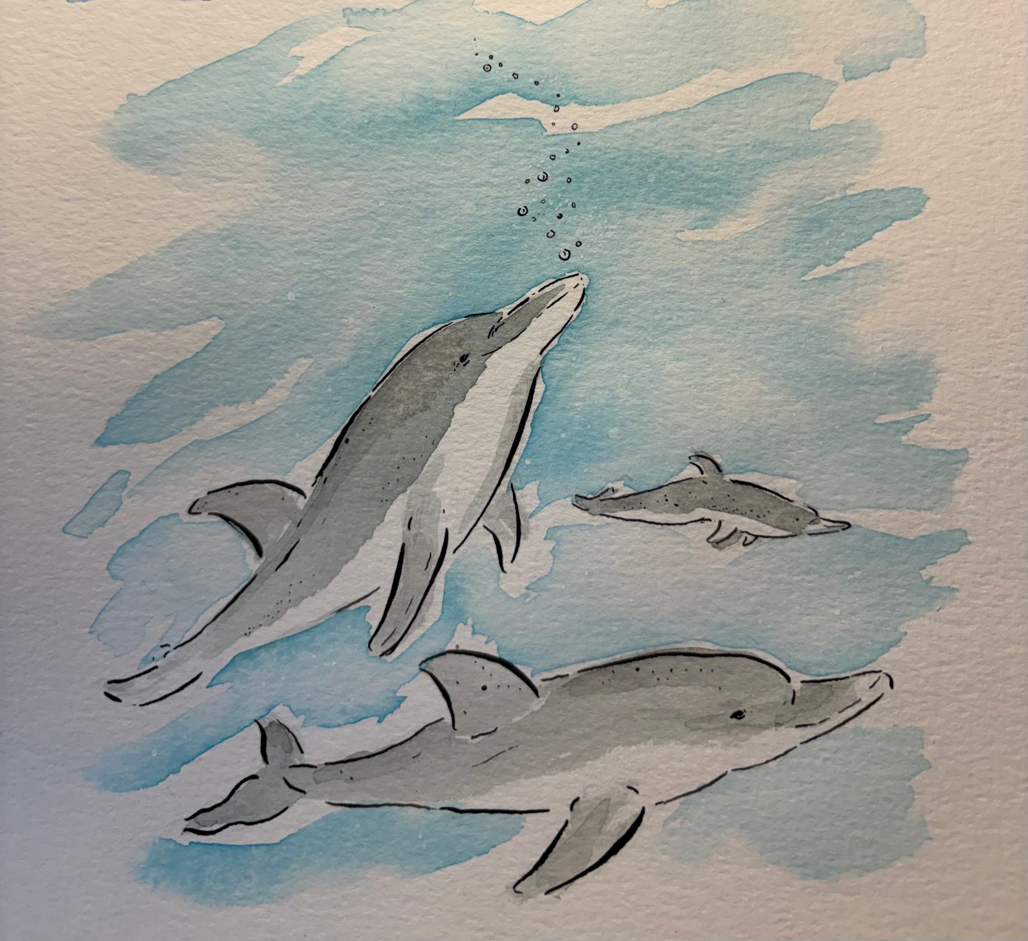 Dolphins underwater
