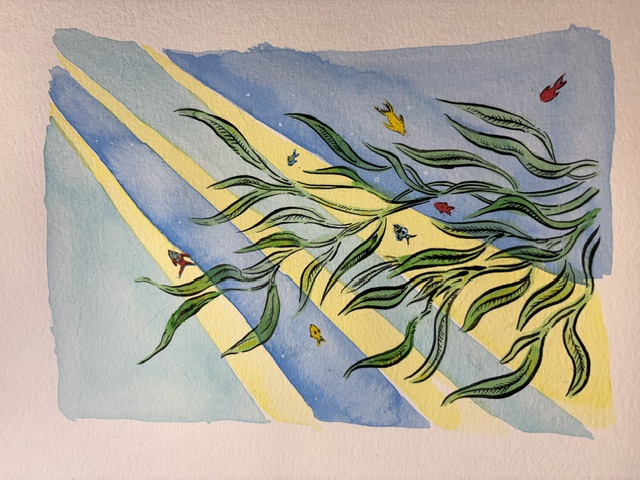 Kelp forest