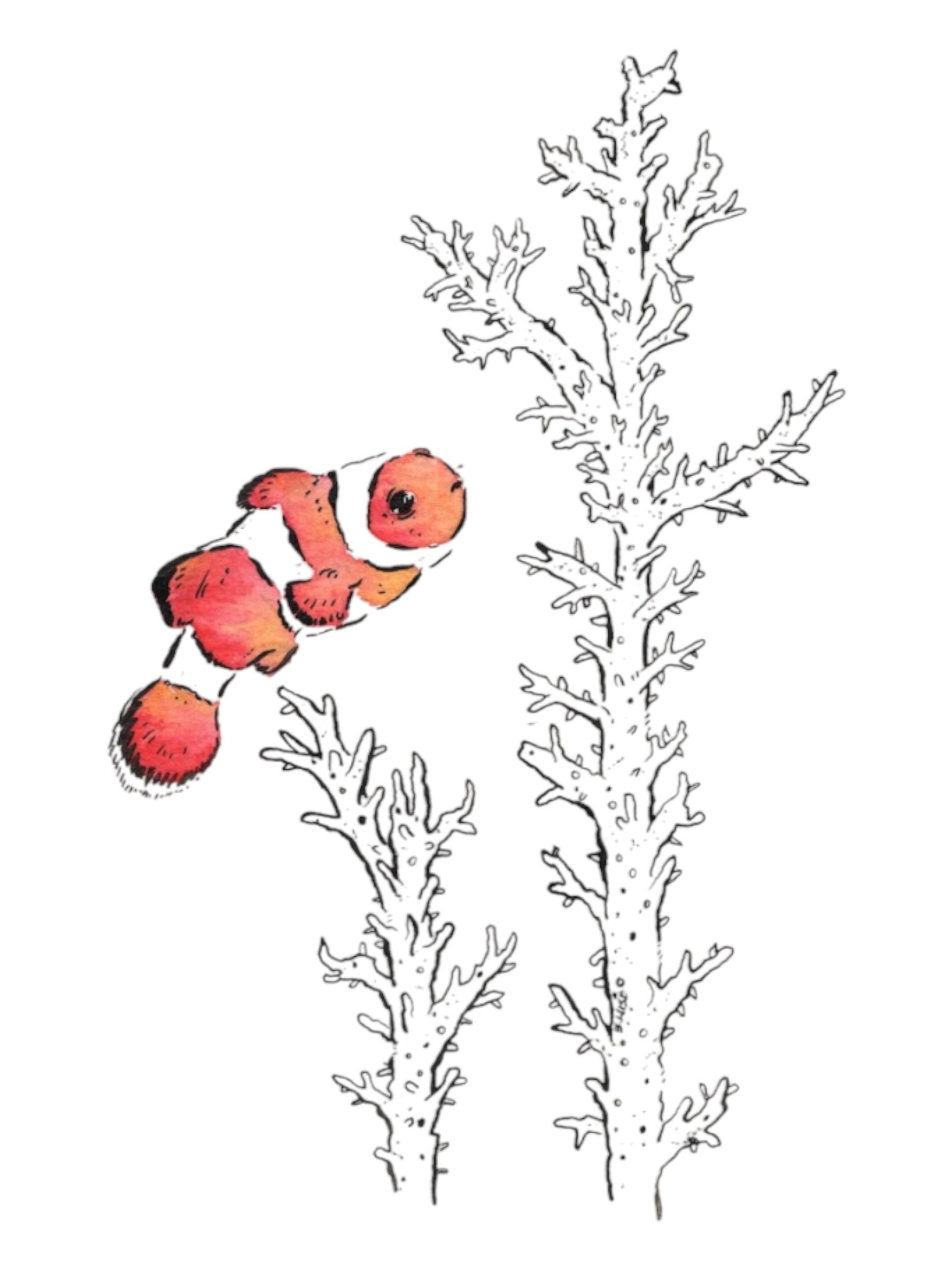 Clownfish and coral